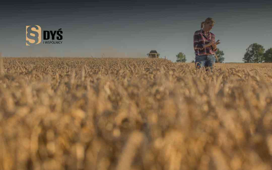 Rolniczka ocenia stan kłosów zboża na polu w celu zgłoszenia szkody atmosferycznej.